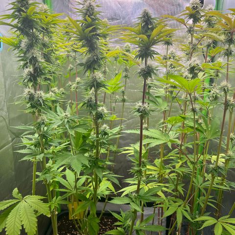Kalini Asia #1 growlog timeline photo
