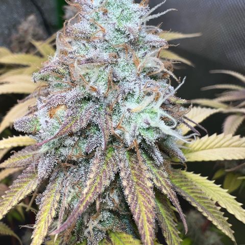 Kalini Asia #1 growlog timeline photo