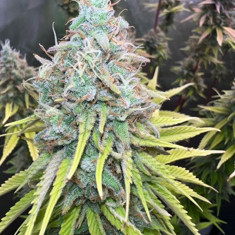 Kalini Asia #1 growlog timeline photo