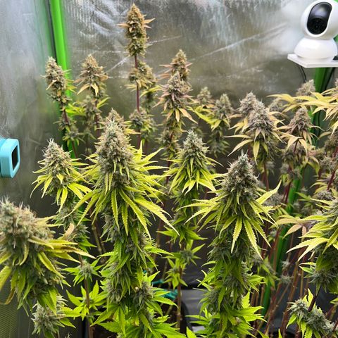 Kalini Asia #1 growlog timeline photo