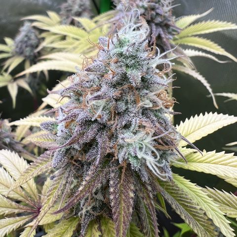 Kalini Asia #1 growlog timeline photo