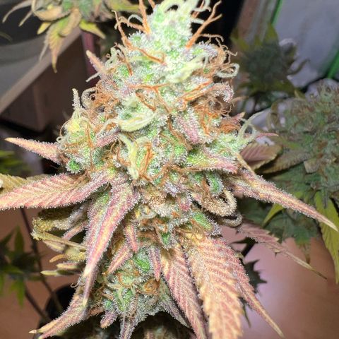 Kalini Asia #1 growlog timeline photo
