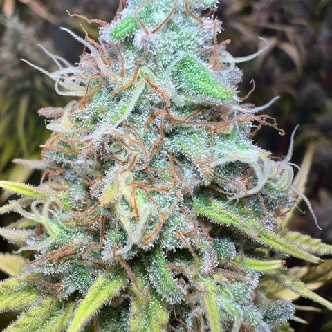 Runtz #1 growlog timeline photo