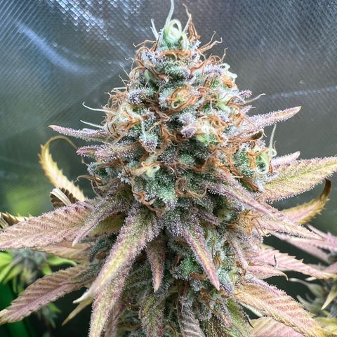 Runtz #1 growlog timeline photo