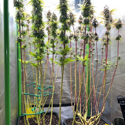 Runtz #1 growlog timeline photo