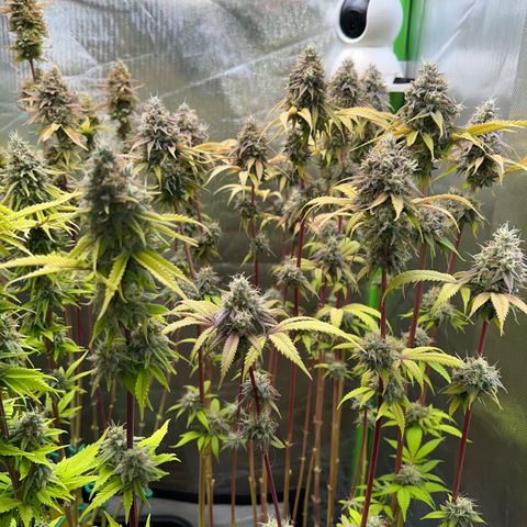 Runtz #1 growlog timeline photo