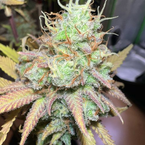 Runtz #1 growlog timeline photo