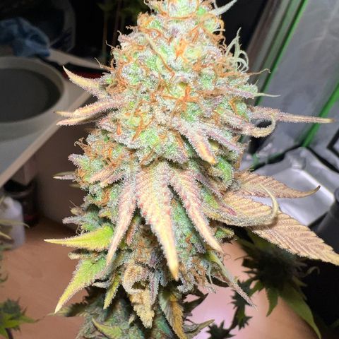 Runtz #1 growlog timeline photo