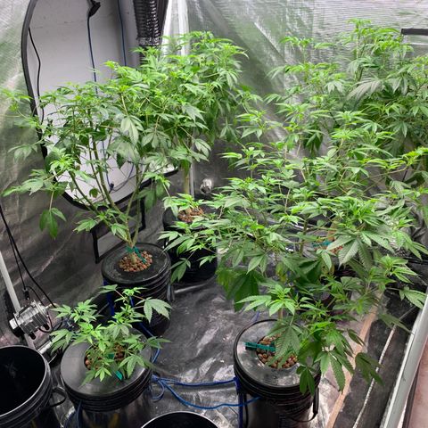 Mère Harlequin  growlog timeline photo