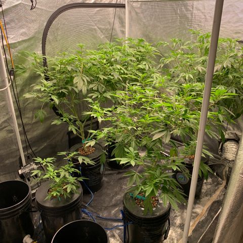Mère Harlequin  growlog timeline photo