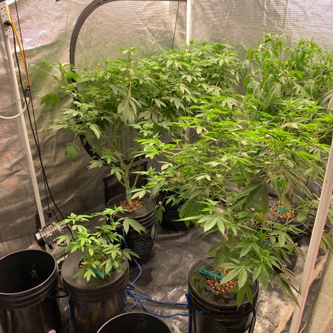 Mère Harlequin  growlog timeline photo