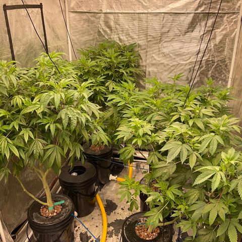 Mère Harlequin  growlog timeline photo