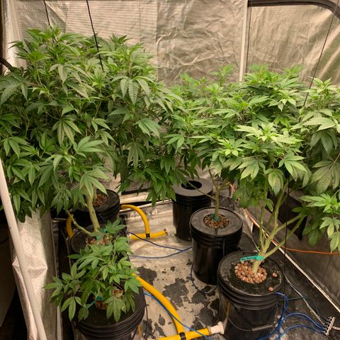 Mère Harlequin  growlog timeline photo