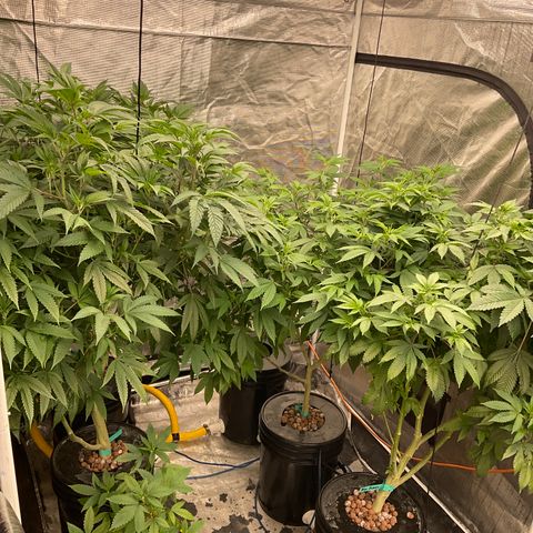 Mère Harlequin  growlog timeline photo