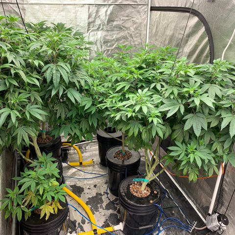 Mère Harlequin  growlog timeline photo