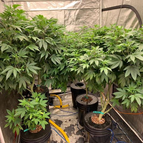 Mère Harlequin  growlog timeline photo