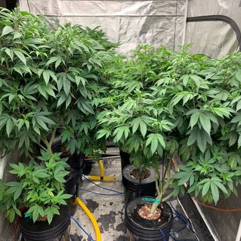 Mère Harlequin  growlog timeline photo