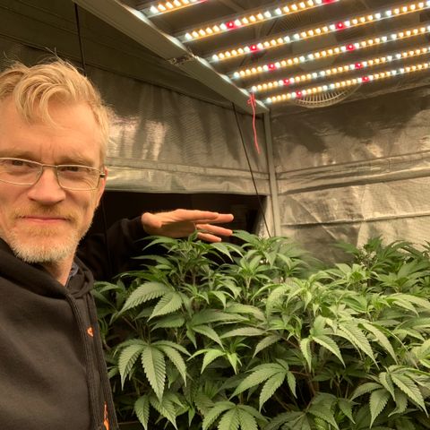 Mère Harlequin  growlog timeline photo