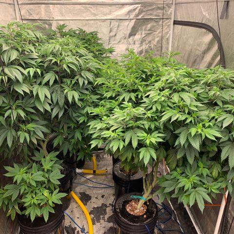 Mère Harlequin  growlog timeline photo