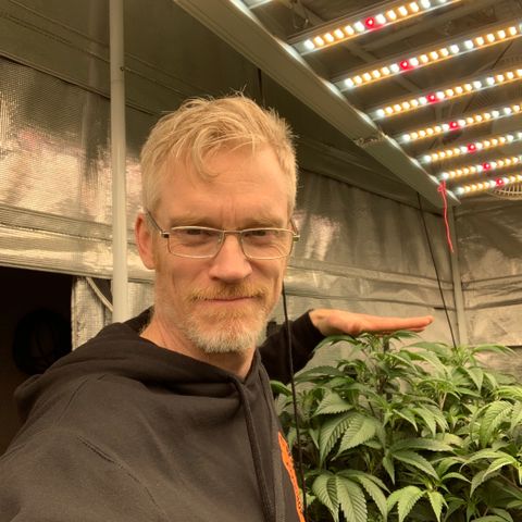 Mère Harlequin  growlog timeline photo