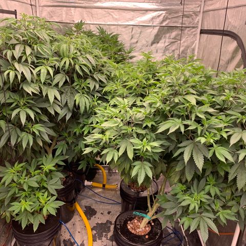 Mère Harlequin  growlog timeline photo