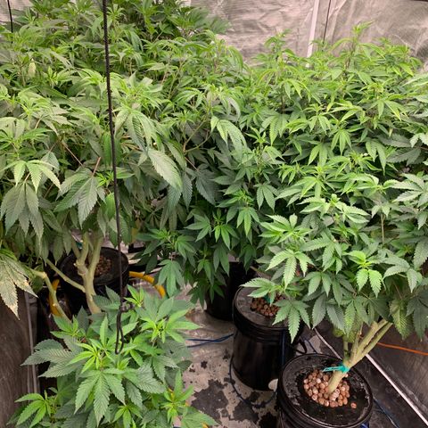 Mère Harlequin  growlog timeline photo