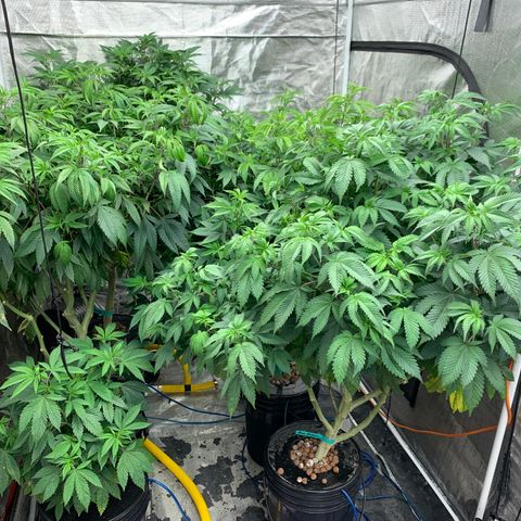 Mère Harlequin  growlog timeline photo