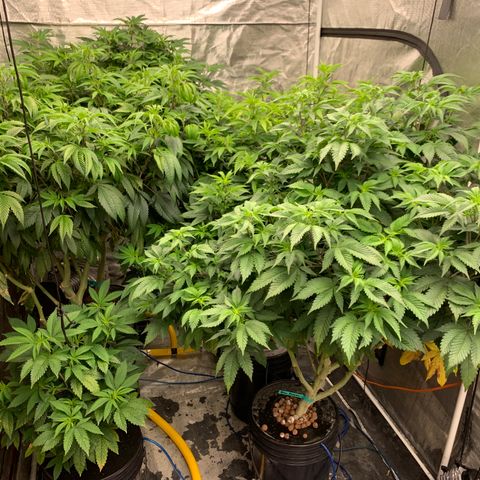 Mère Harlequin  growlog timeline photo