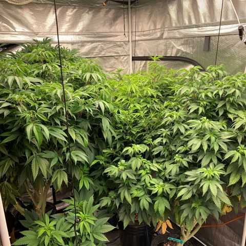 Mère Harlequin  growlog photo: Au moins 250 clones par grosse plante