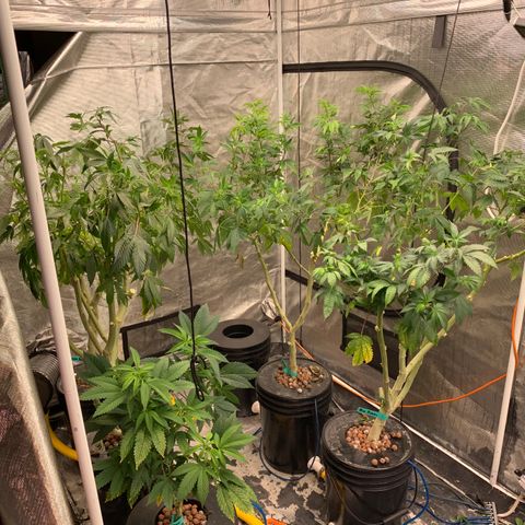 Mère Harlequin  growlog photo: Au moins 250 clones par grosse plante