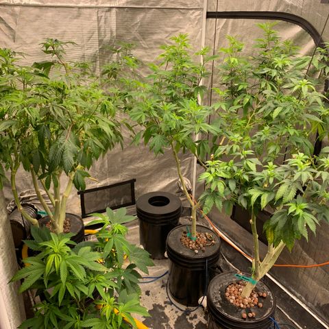 Mère Harlequin  growlog timeline photo