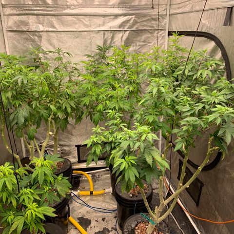 Mère Harlequin  growlog timeline photo