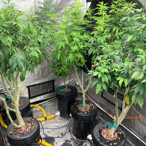 Mère Harlequin  growlog timeline photo