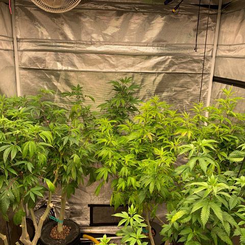Mère Harlequin  growlog timeline photo
