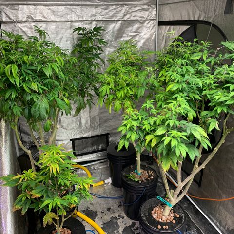 Mère Harlequin  growlog timeline photo
