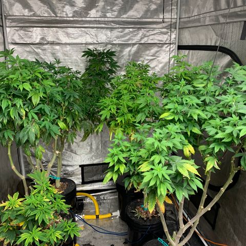Mère Harlequin  growlog timeline photo