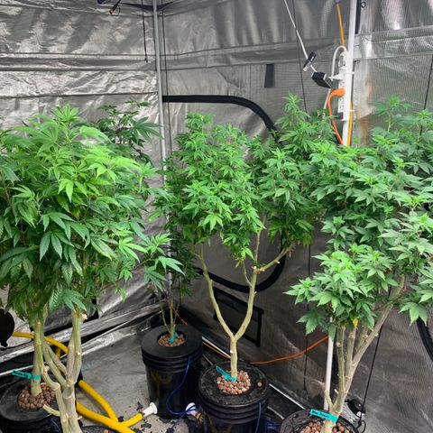 Mère Harlequin  growlog timeline photo