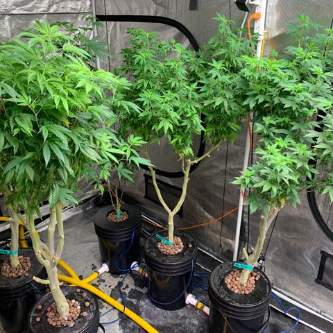 Mère Harlequin  growlog timeline photo
