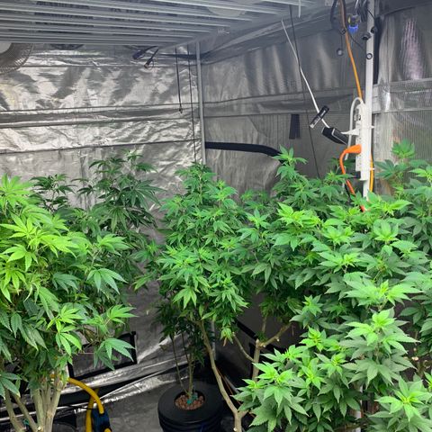 Mère Harlequin  growlog timeline photo