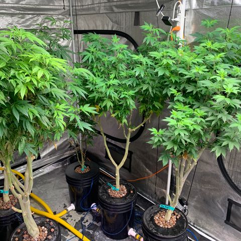 Mère Harlequin  growlog timeline photo