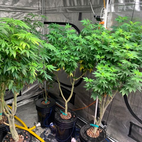 Mère Harlequin  growlog timeline photo