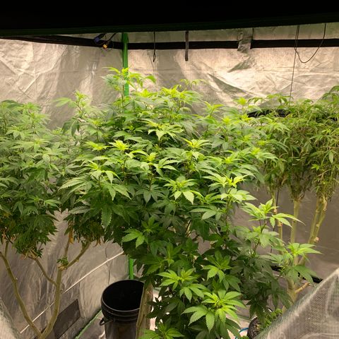 Mère Harlequin  growlog photo: Nouvelle tente 