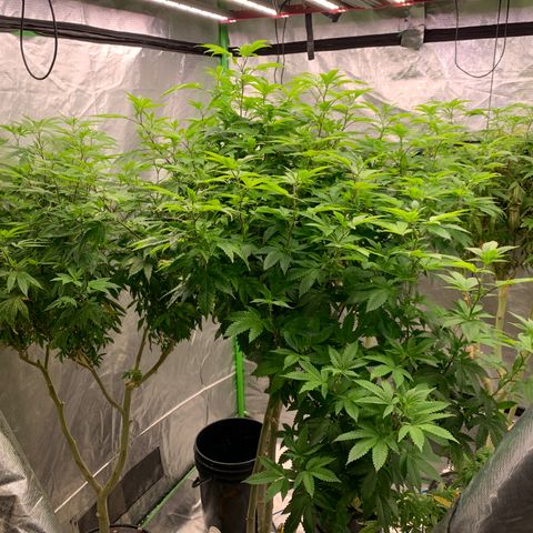 Mère Harlequin  growlog timeline photo