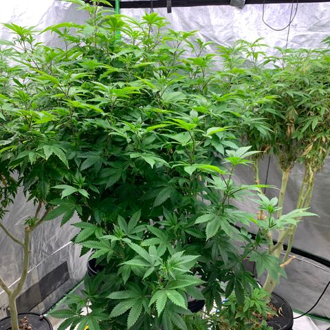 Mère Harlequin  growlog timeline photo