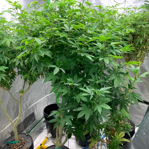 Mère Harlequin  growlog timeline photo