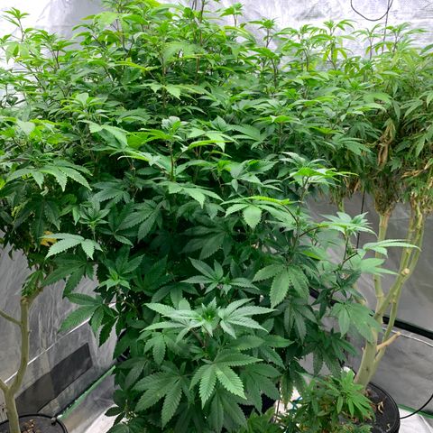 Mère Harlequin  growlog timeline photo