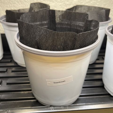 Sourdough S1 Offensive Selections growlog timeline photo