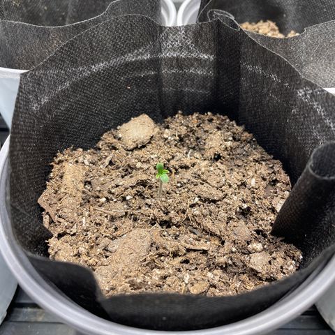 Sourdough S1 Offensive Selections growlog timeline photo