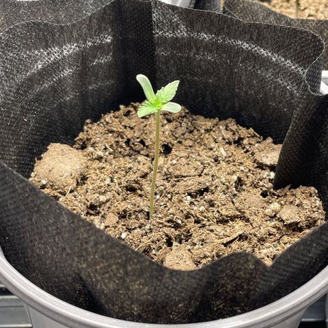 Sourdough S1 Offensive Selections growlog photo: Growing tall and straight. 
