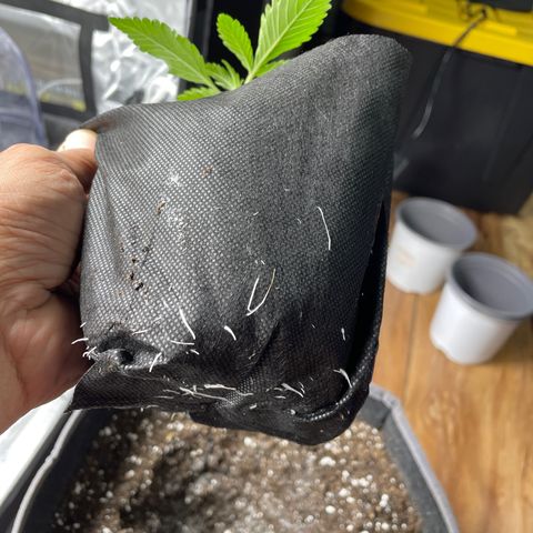 Sourdough S1 Offensive Selections growlog timeline photo